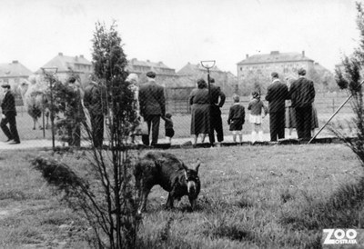 Areál zoo v Kunčičkách, rok 1954. Foto: Archiv Zoo Ostrava
