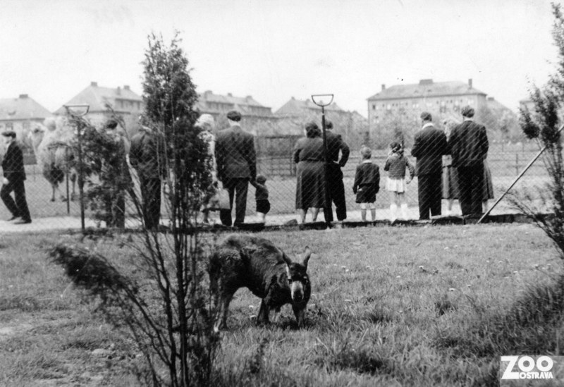 Zoo Ostrava slaví sedmdesáté narozeniny Zoo Ostrava slaví sedmdesáté narozeniny