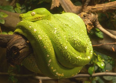 Krajta zelená. Foto: Enrico Gombala