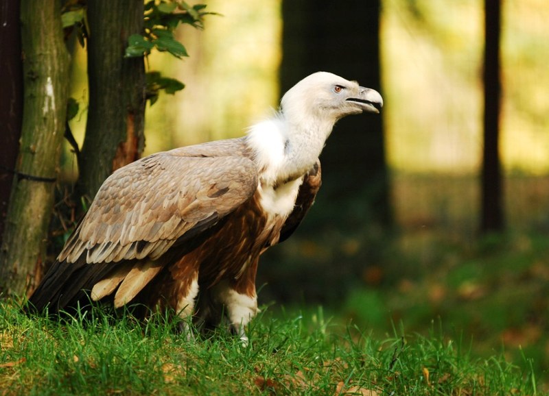 Zoo podpoří dvěma korunami ze vstupného záchranné projekty Zoo podpoří dvěma korunami ze vstupného záchranné projekty