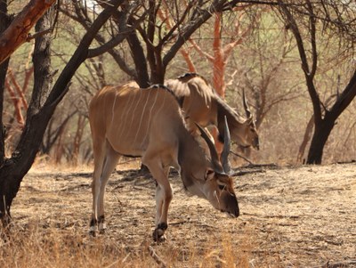 Antilopa Derbyho je aktuálně nejohroženější antilopou světa. Foto: Karolína Brandlová