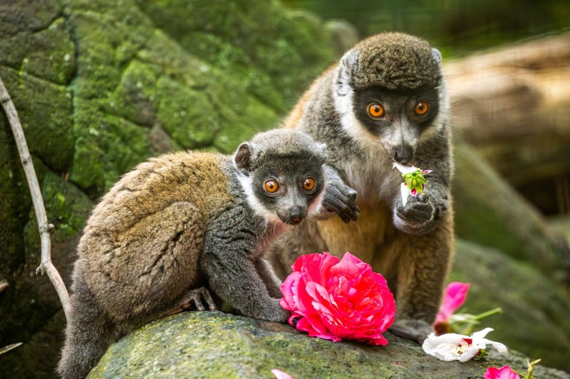 Lemuři mongoz. Foto: Monika Vlčková