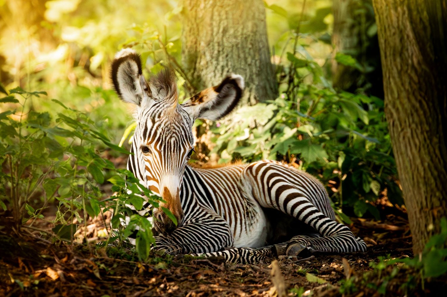 Mládě zebry Grévyho. Foto: Monika Vlčková