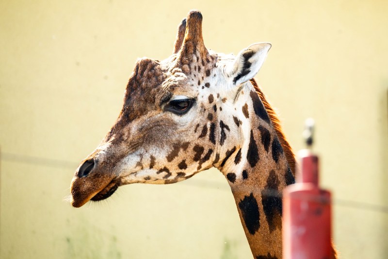 Nový samec žirafy Rotschildovy v Zoo Ostrava. Foto: Monika Vlčková