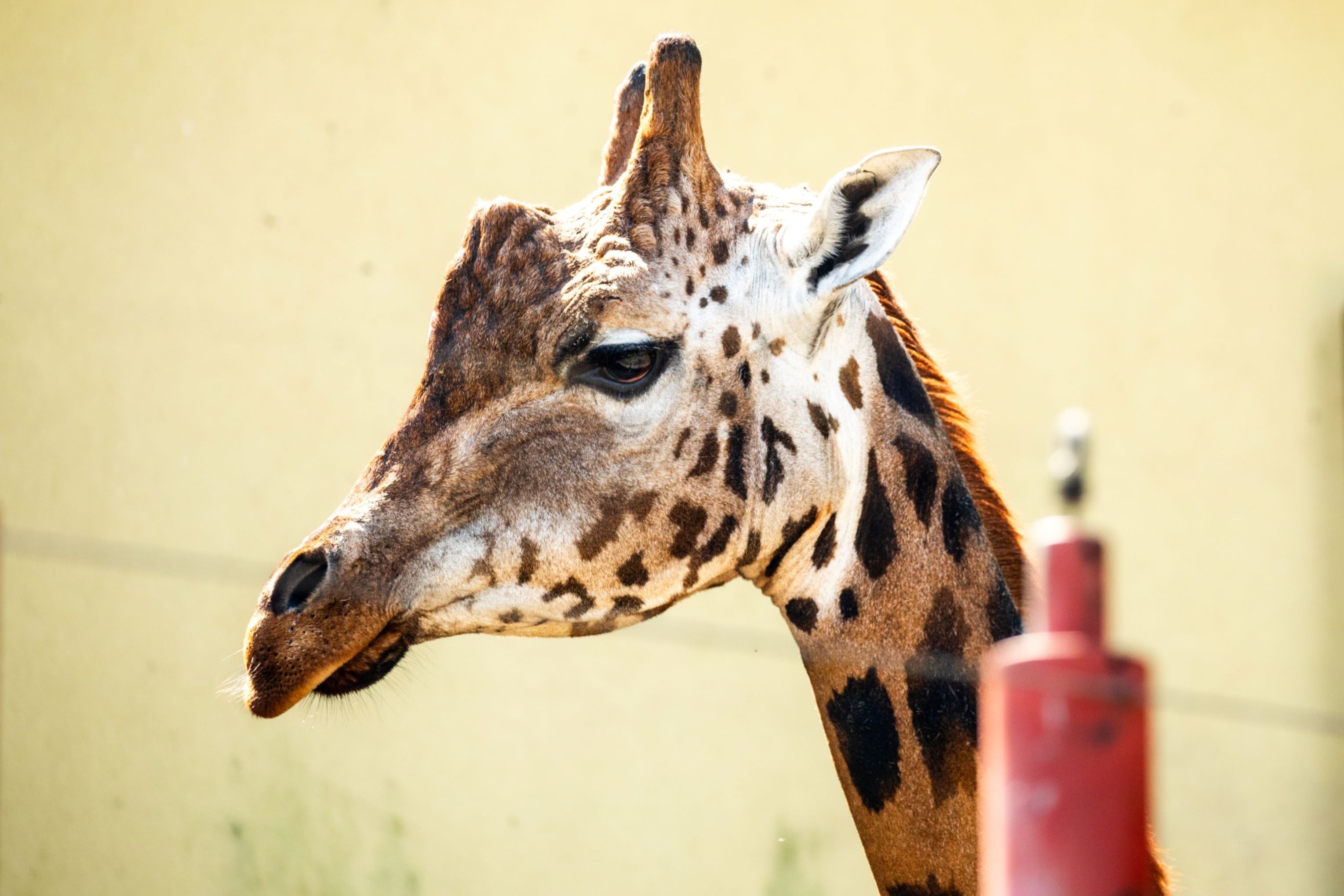 Nový samec žirafy Rotschildovy v Zoo Ostrava. Foto: Monika Vlčková