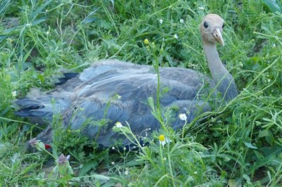 Jeřáb popelavý. Foto: Petr Lumpe 