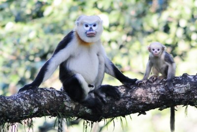 Langur indočínský. Foto: Le Van Dung