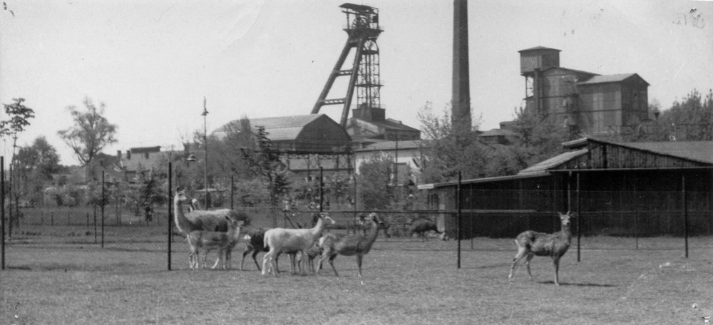 Pohled na zoo z roku 1951 s ryze ostravskou atmosférou Pohled na zoo z roku 1951 s ryze ostravskou atmosférou