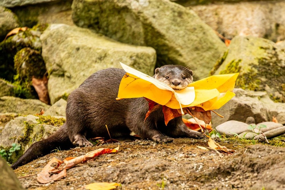 Vydra malá si pobyt v zoo užívá. Foto: Monika Vlčková Vydra malá si pobyt v zoo užívá. Foto: Monika Vlčková