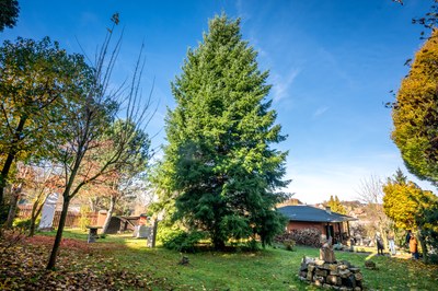 The Douglas fir that will become Ostrava’s Christmas tree on the Pikna family’s property. Photo: Lukáš Kaboň