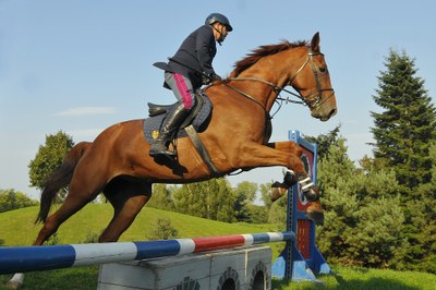 The photo: a beautiful horse led by experienced rider