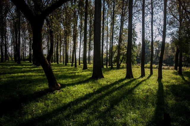 The new greenery will contribute to improving the air in Ostrava The new greenery will contribute to improving the air in Ostrava